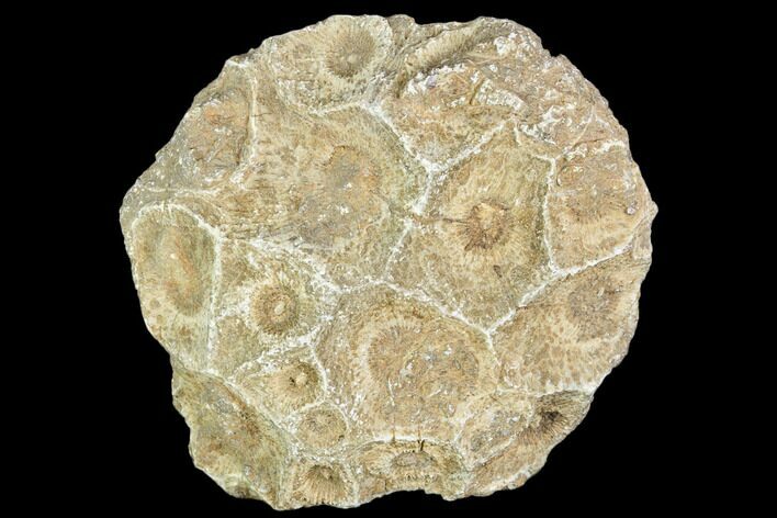 Fossil Coral (Actinocyathus) Head - Morocco #105711